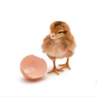 農(nóng)家散養(yǎng)柴雞苗 脫溫孵化柴雞幼苗基地 飼養(yǎng)簡單